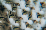 独眼猫(那些有趣的事情，你知道独眼猫吗？)