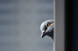 灰鸽子——看不起眼其实很重要的小生命